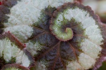 Begonia rex-cultorum