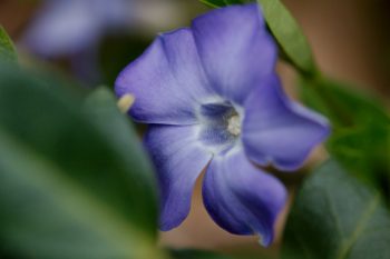 Vinca minor (Periwinkle)