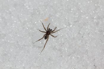 Probably a Wolf Spider (Family Lycosidae)