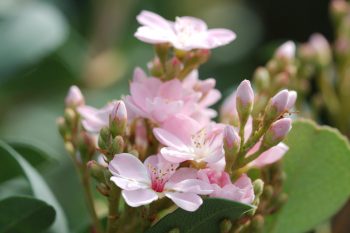 Rhaphiolepis indica ‘Moness’ Enchantress™ Indian Hawthorn