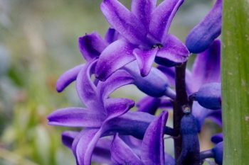 Purple Hyacinths