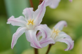 Chionodoxa forbesii 'Pink Giant'