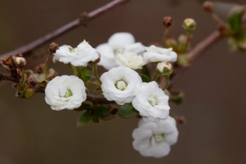 Spiraea japonica