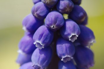 Muscari