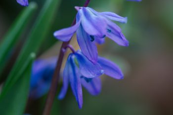 Scilla siberica