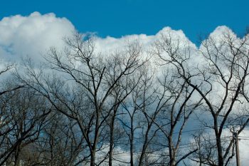 Clouds and Trees