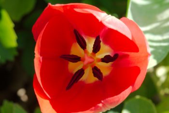 Tulip