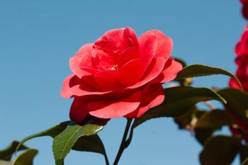 <em>Camellia japonica</em>