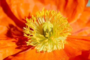 Papaver nudicaule 'Spring Fever Orange'