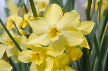 Narcissus 'Pipit'