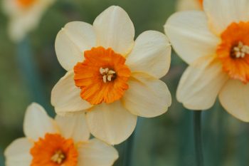 Narcissus 'Suzy'