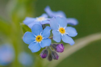 Myosotis sylvatica (Forget-Me-Not)