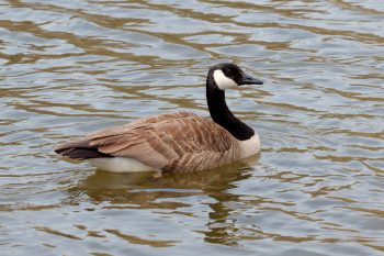 Canada Goose (Branta canadensis)