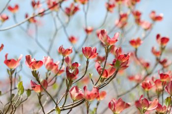 Pink Flowering Dogwood