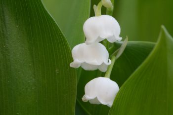 Lily of the Valley (Convallaria majalis)