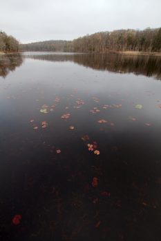 Coy Pond, Gordon College