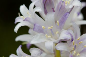 Hyacinthoides hispanica (Spanish Bluebell)