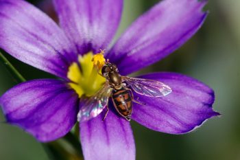 Blue-eyed Grass with Syrphid Fly