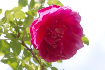 Rosa rugosa ‘Roseraie De l’Hay’