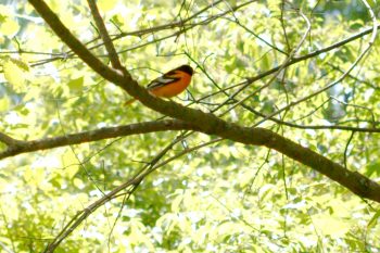 Baltimore Oriole