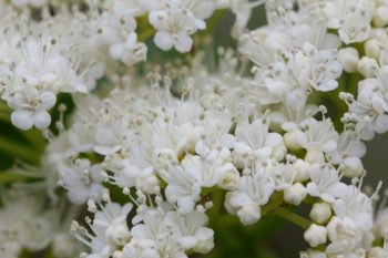 Viburnum