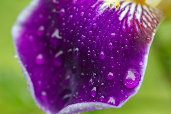 Bearded Iris