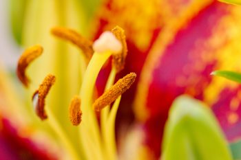 Asiatic Lily ‘Tiny Sensation’