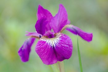 Siberian Iris ‘Eric The Red’