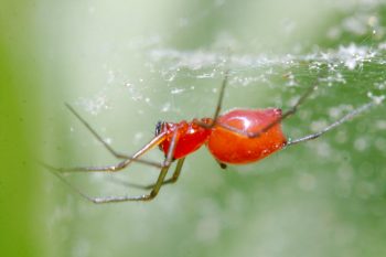 Dwarf Spider