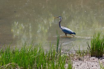 Great Blue Heron (Ardea herodias)