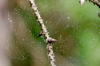 Small Spider Web