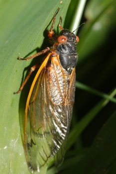 <em>Magicicada tredecim</em> (Riley's 13-year Cicada)