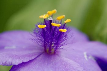 Tradescantia virginiana (Spiderwort)