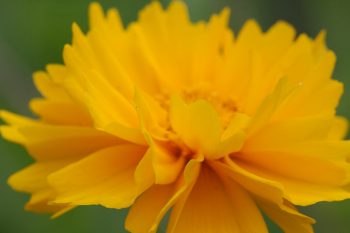 Coreopsis