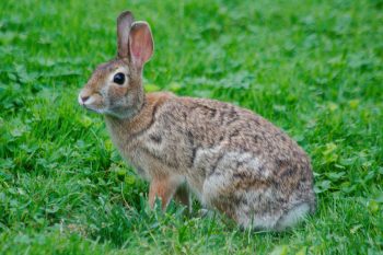 Eastern Cottontail (Sylvilagus floridanus)