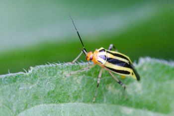 Poecilocapsus lineatus (Four-lined Plant Bug)