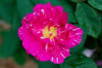 Rose ‘Mill's Beauty’