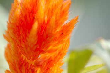 Celosia