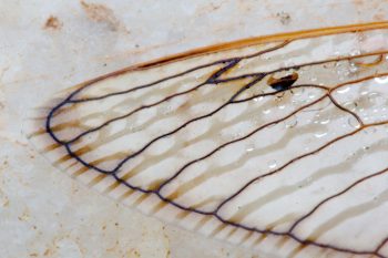 Cicada Wing