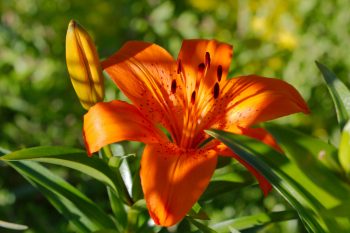 Asiatic Lily