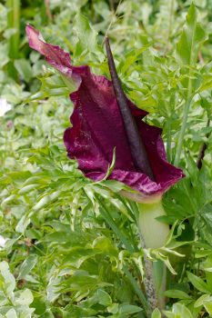 Dracunculus vulgaris (Dragon Arum)