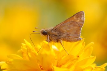 Skipper on Coreopsis