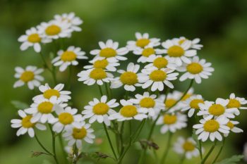 <em>Tanacetum parthenium</em> (Feverfew)