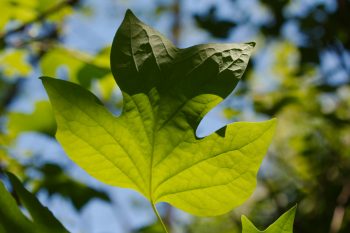 Tulip Poplar Leaf