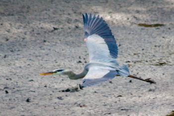 Great Blue Heron (Ardea herodias)