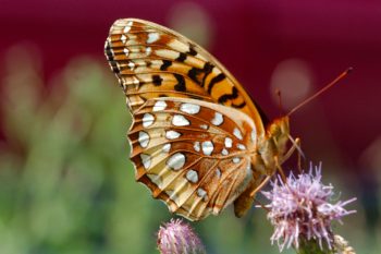 Speyeria cybele cybele (Great Spangled Fritillary)