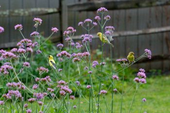 American Goldfinches (Spinus tristis)