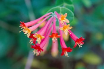 Lonicera sempervirens