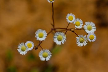 Fleabane