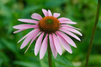 Echinacea purpurea (Purple Coneflower)